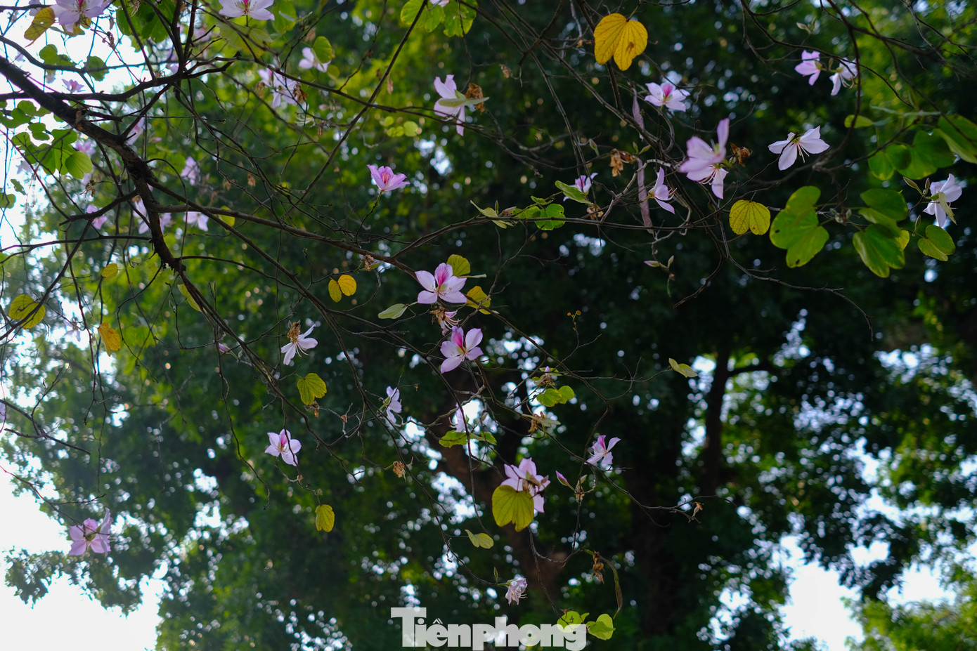 Sắc màu của vùng núi tây bắc hứa hẹn sẽ sặc sỡ hơn nữa trong thời gian tới ở Hà Nội.