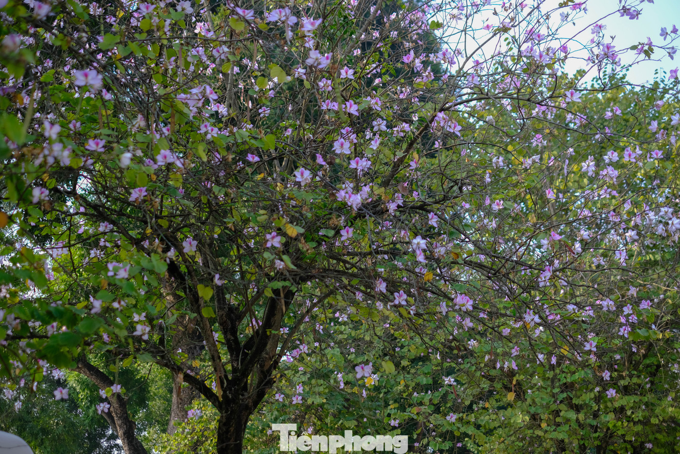 Hằng năm, hoa ban bắt đầu xuất hiện vào đầu tháng 3, nở rộ nhất trong tháng 4.