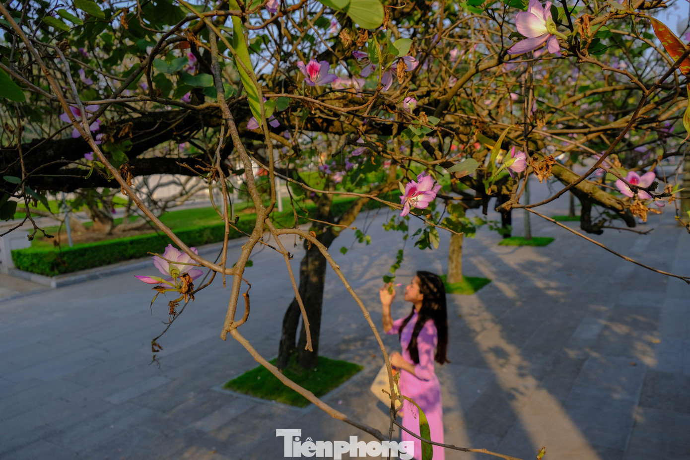 Hình ảnh tà áo dài bên ánh sắc hoa ban.