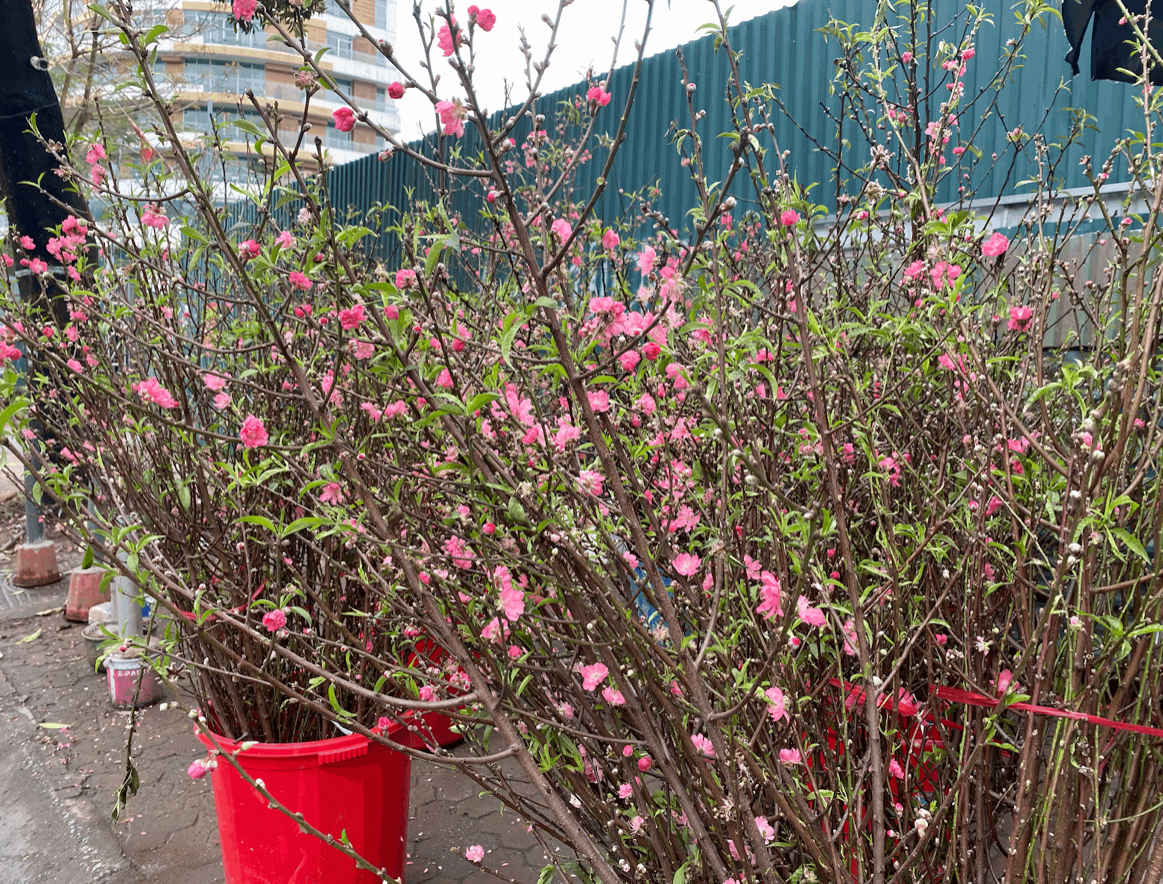 Tuy nhiên, thời điểm này hoa đào đã nở rộ nên hầu hết người dân ít lựa chọn.