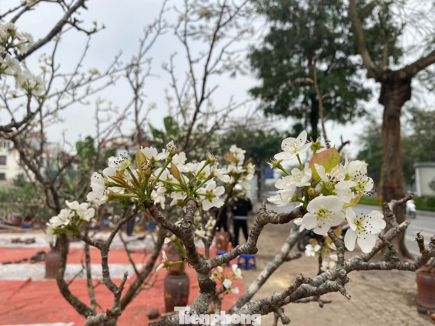 Tuy nhiên, năm nay hoa lê có xu hướng nở sớm hơn năm ngoái, chị Hương - tiểu thương bán cành lê rừng - cho biết: “Năm nay hoa lê nở sớm hơn năm ngoái do không phải là năm nhuận”.