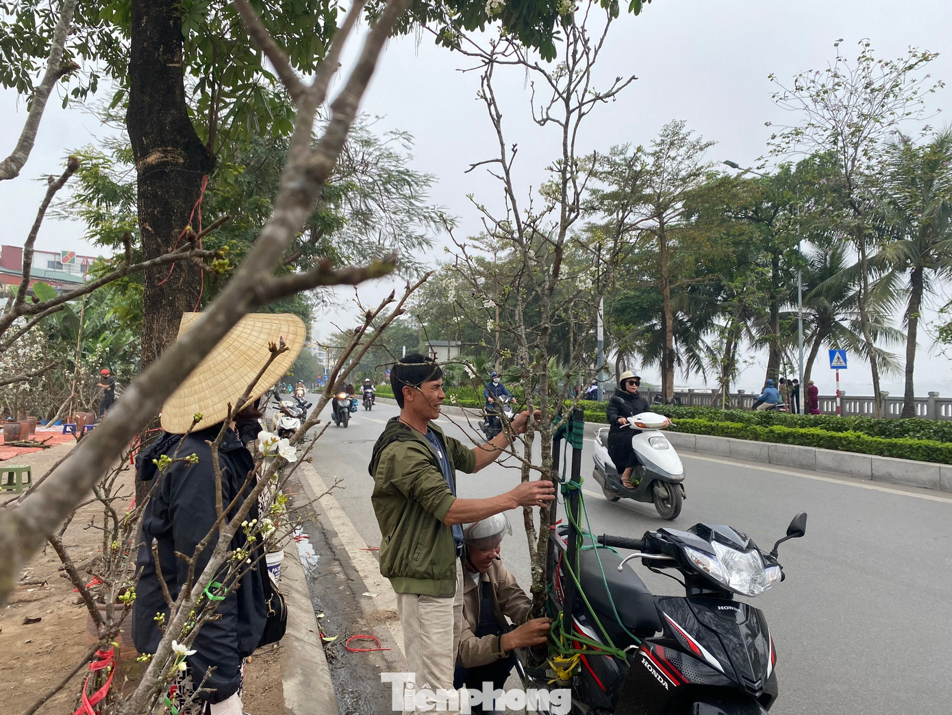 Theo tiểu thương, lượng khách đến mua cành lê năm nay đông đúc và sôi động hơn so với những năm trước. Lê rừng có thể chơi lâu hơn so với hoa mận hay hoa mai, có thể lên đến 2 tháng. Điều này là một phần khiến cho loài hoa này trở thành sự lựa chọn ưa chuộng của người dân Thủ đô.