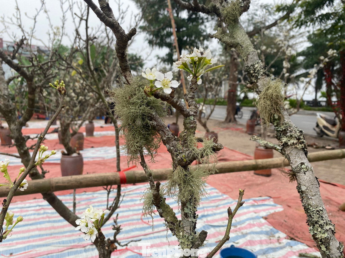 Chị Hương cũng chia sẻ: “Đa số những cành hoa lê rừng được bày bán đều cao từ một mét trở lên, với những búp hoa đang nở rộ, mức giá dao động từ 700.000 đồng đến 4-5 triệu đồng. Còn những cành lớn, với vẻ đẹp hoang sơ, phủ đầy rêu mốc, có cả hoa, lá và quả, có thể đạt giá cao hơn chục triệu đồng. Ngoài ra, đối với những cành nhỏ hơn, dài gần một mét, có giá từ 50.000 - 300.000 đồng, phù hợp để cắm trong những không gian hẹp.”