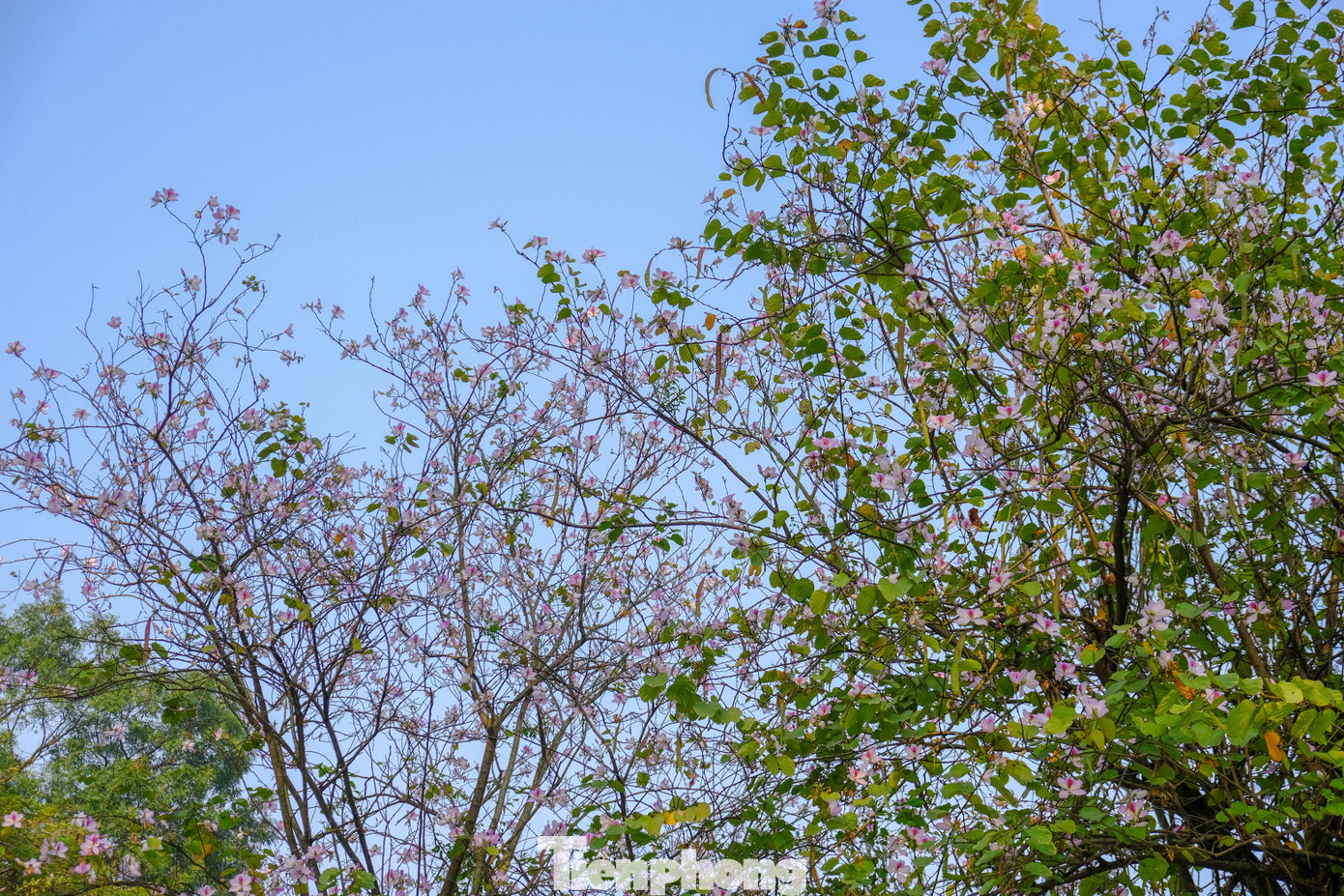 Hoa ban được xem như đặc sản của núi rừng tây bắc. Theo quan niệm của dân tộc Thái, loài hoa này không chỉ tượng trưng cho tình yêu, mà còn biểu tượng cho lòng hiếu thảo và biết ơn. Cây hoa ban được trồng ở Hà Nội từ những năm 1960. Kể từ thời điểm đó, chúng là một phần không thể thiếu trong lòng người dân thủ đô.