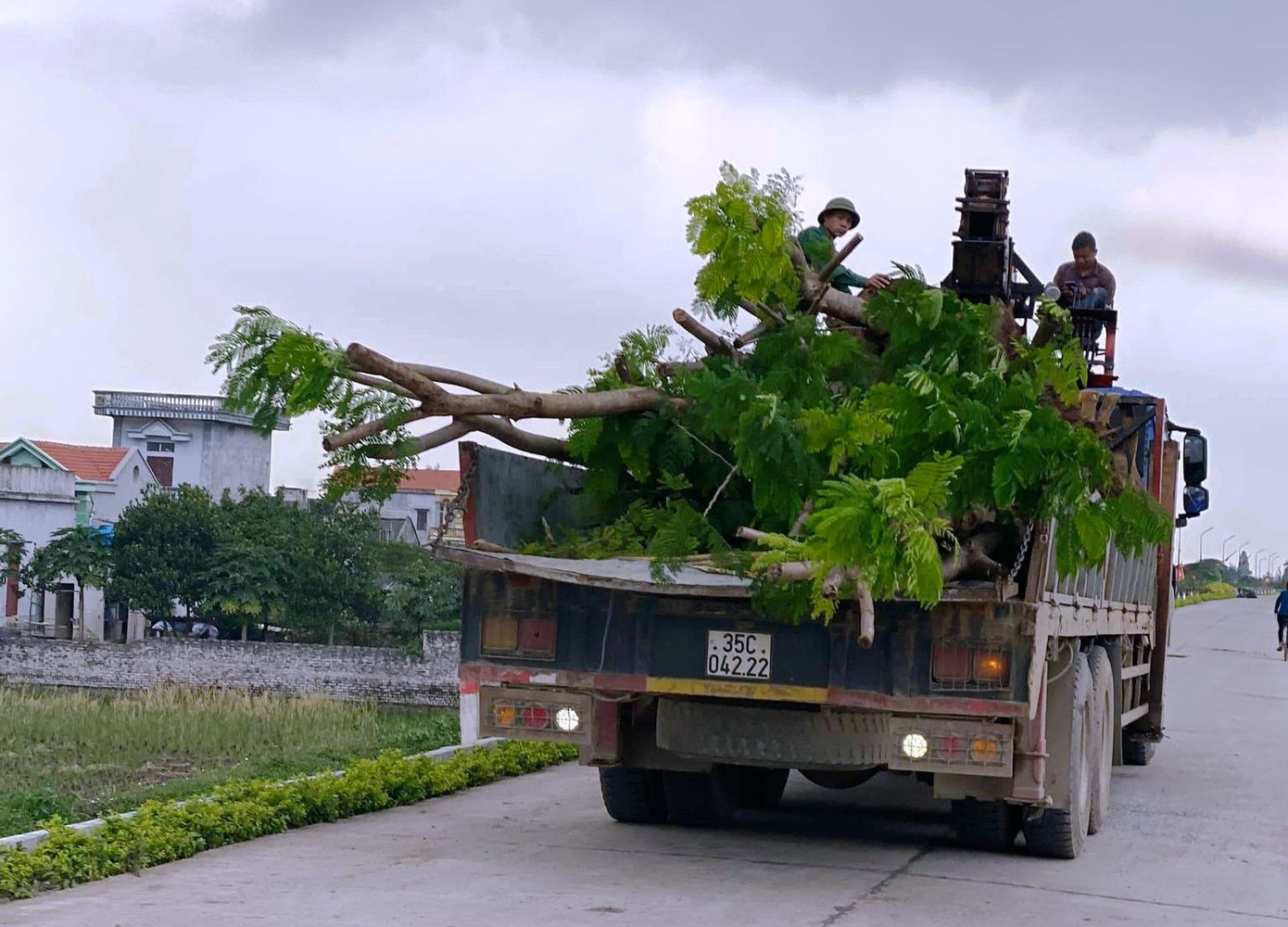 Nhổ toàn bộ hàng cây lâu năm xâm phạm đê sông Đáy ảnh 2