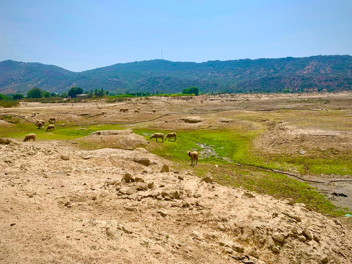 Nhiều hồ chứa nước tại Ninh Thuận đang cạn khô khiến người dân thiếu nước tưới cây trồng.