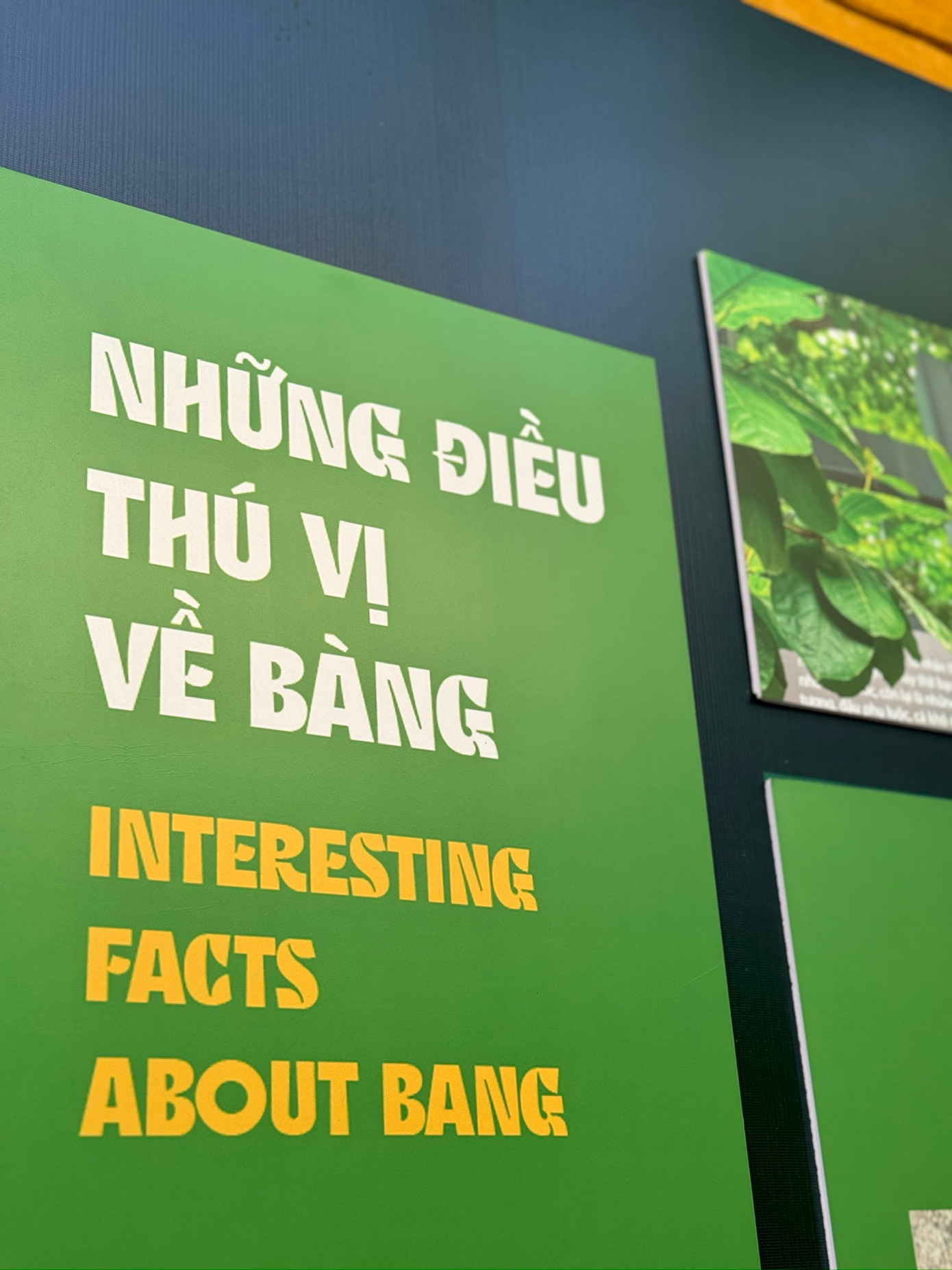 Bàng ơi! tập trung giới thiệu những hình ảnh loài cây này trong đời sống thường nhật. Bàng xuất hiện trong những câu hát, vần thơ… Tại nơi hải đảo xa xôi, bàng trở thành biểu tượng cho ý chí kiên cường, tinh thần bất khuất của tù chính trị Nhà tù Côn Đảo, của chiến sĩ hải quân. Trưng bày được thiết kế theo bảng màu chủ đạo với sắc xanh - vàng, lấy cảm hứng từ những gam màu của lá bàng theo bốn mùa trong năm.