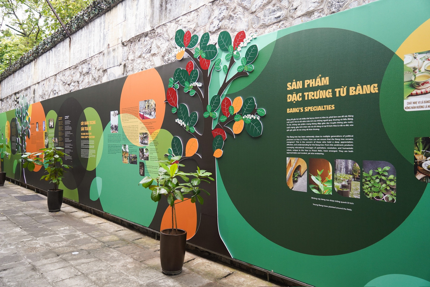 Sản phẩm từ bàng cũng rất đa dạng như trà bàng lá nếp, bánh lá bàng, thạch bàng, trà sữa thạch bàng...