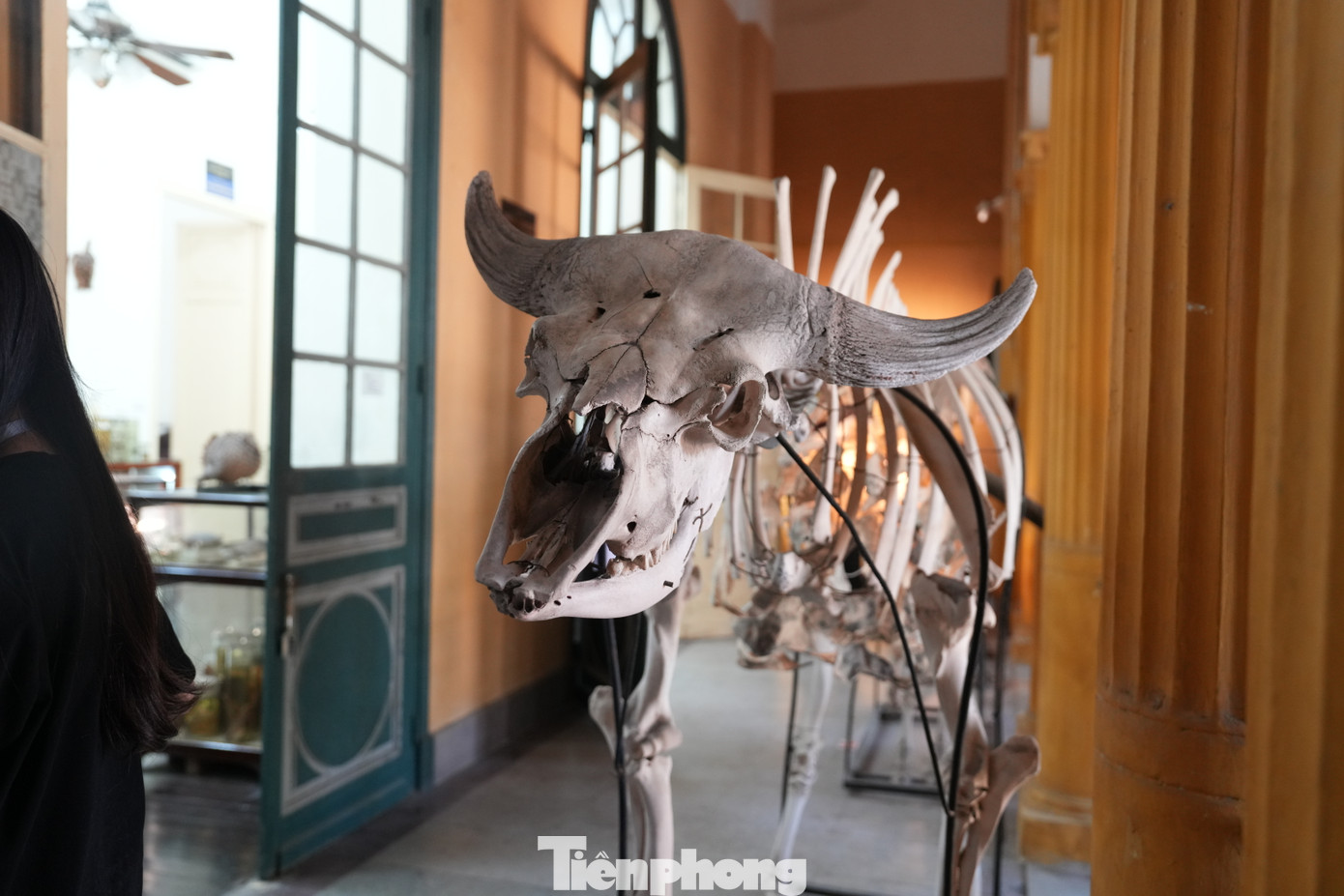 Đây là những tác phẩm tranh lụa vẽ hóa thạch côn trùng và động vật, sắp đặt ánh sáng bằng giấy tương tác với các mẫu vật ở bảo tàng... Và tỏa ra bên ngoài tòa nhà là tác phẩm Letters - Sciences - Arts (Văn chương - Khoa học - Nghệ thuật), lấy cảm hứng từ triết lý và định hướng đào tạo đa ngành, liên ngành của Đại học Đông Dương xưa.