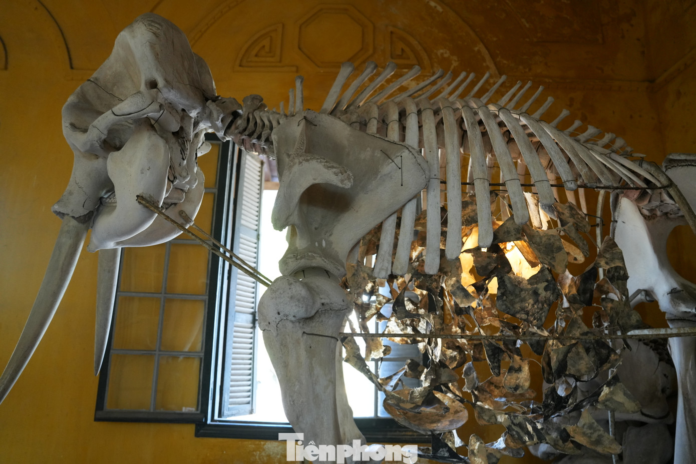 Cảm thức Đông Dương còn có các cụm tác phẩm trưng bày ở hành lang và bên trong Bảo tàng sinh vật học.