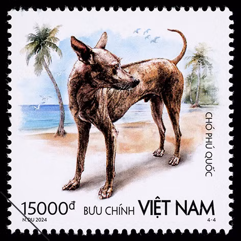 Chó Phú Quốc được nuôi phục vụ việc trông nhà, săn bắt cá. Chó Phú Quốc được nuôi phục vụ việc trông nhà, săn bắt cá.