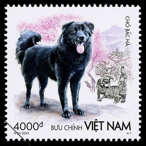 Chó Bắc Hà có kích cỡ trung bình sống ở những nơi có địa hình đồi núi, không gian rộng.