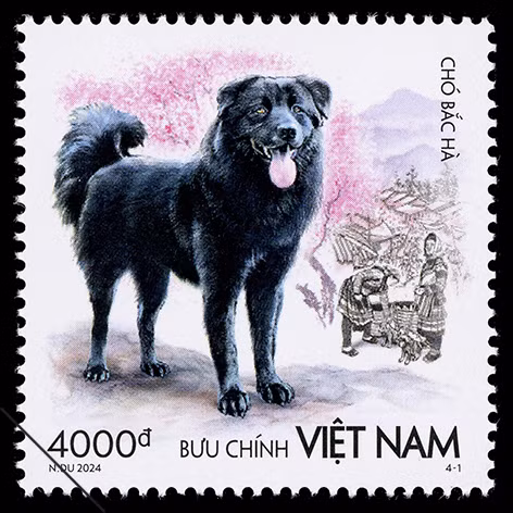 Chó Bắc Hà có kích cỡ trung bình sống ở những nơi có địa hình đồi núi, không gian rộng. Chó Bắc Hà có kích cỡ trung bình sống ở những nơi có địa hình đồi núi, không gian rộng.