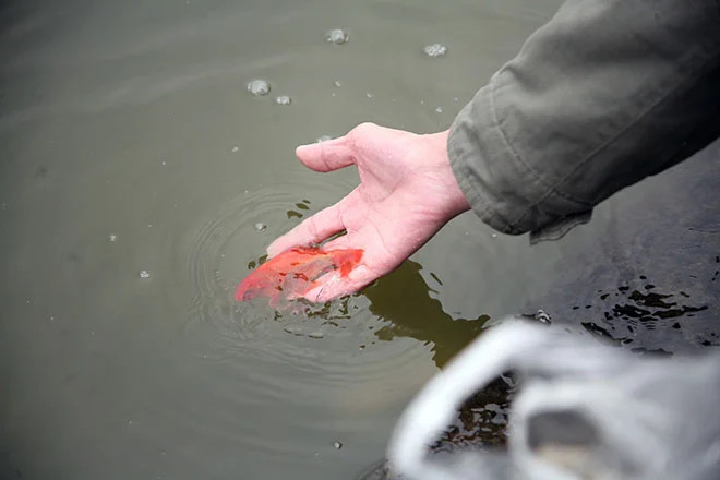 Khi phóng sinh cá chép cần chọn nơi sát mặt nước, tránh thả cá từ trên cao xuống.