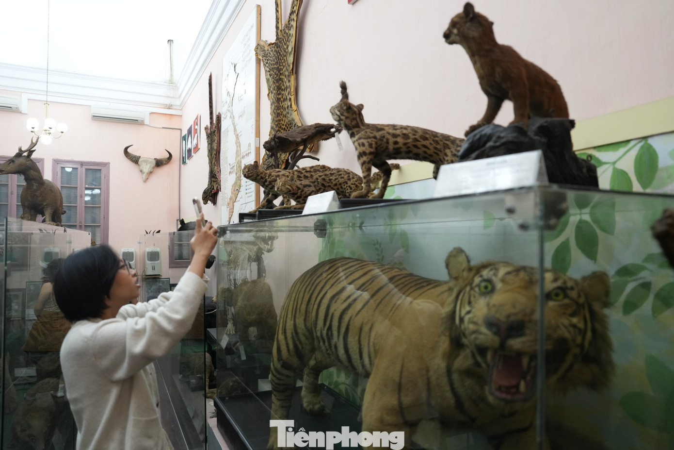 Đây là những tác phẩm tranh lụa vẽ hóa thạch côn trùng và động vật, sắp đặt ánh sáng bằng giấy tương tác với các mẫu vật ở bảo tàng... Và tỏa ra bên ngoài tòa nhà là tác phẩm Letters - Sciences - Arts (Văn chương - Khoa học - Nghệ thuật), lấy cảm hứng từ triết lý và định hướng đào tạo đa ngành, liên ngành của Đại học Đông Dương xưa.