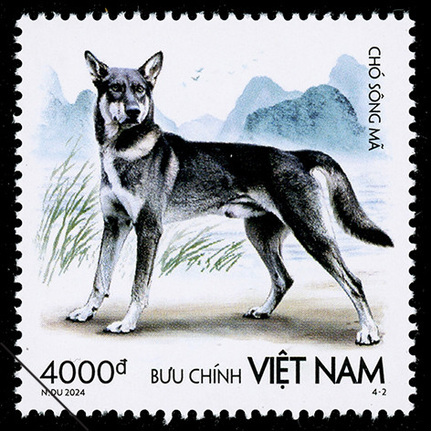 Chó Sông Mã là dòng chó săn bản địa của Việt Nam.
