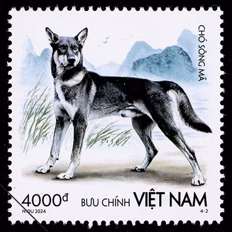 Chó Sông Mã là dòng chó săn bản địa của Việt Nam. Chó Sông Mã là dòng chó săn bản địa của Việt Nam.