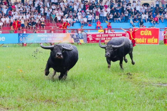 Lễ hội chọi trâu Đồ Sơn thu hút lượng lớn du khách tham dự.
