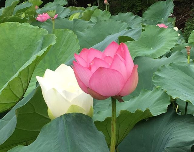 Năm 2011, Bộ VHTTDL tổ chức bầu chọn quốc hoa và tỷ lệ chọn hoa sen đạt 81%.