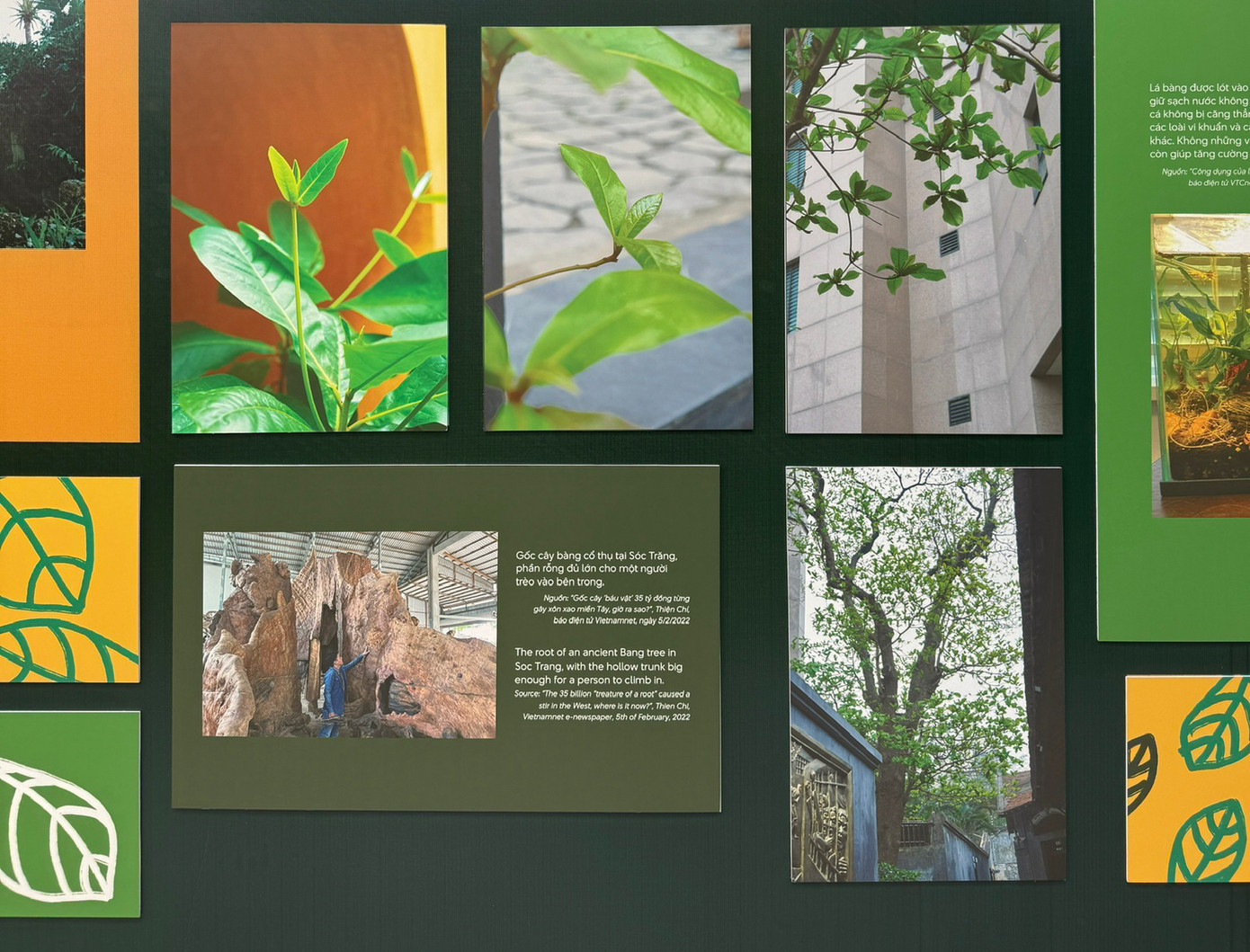 Bàng ơi…! giới thiệu sự thật thú vị về bàng như mầm bàng xoắn ốc, công dụng chữa bệnh của bàng, cây bàng có tuổi thọ lớn nhất tại Việt Nam (năm 2020)…