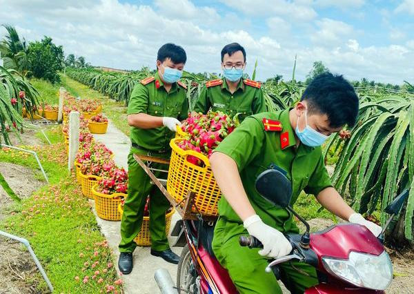 Đoàn viên thanh niên Công an ở nhiều tỉnh thành đã triển khai các hoạt động hỗ trợ nông dân thu hoạch, tiêu thụ nông sản gắn với chương trình &quot;Kết nối nông sản, san sẻ yêu thương, chung tay vượt đại dịch&quot;; vận động người dân quyên góp nông sản hướng về vùng dịch như &quot;Đổi nông sản lấy vật tư y tế&quot;... - Ảnh: Đoàn viên thanh niên Công an TP Tân An, Long An hỗ trợ người dân thu hoạch thanh long
