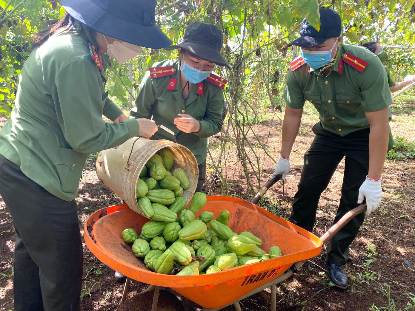 Đặc biệt, nhiều các hoạt động hỗ trợ lương thực, thực phẩm, hàng hoá thiết yếu cho nhân dân tại khu vực cách ly tập trung, địa phương thực hiện giãn cách xã hội đã được triển khai với nhiều mô hình, cách làm hay và hiệu quả. - Ảnh: Đoàn Thanh niên Công an huyện Cư M’Gar, tỉnh Đắk Lắk thu hoạch nông sản trong chương trình Đổi nông sản lấy vật tư y tế