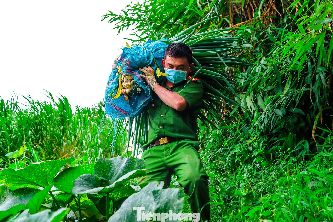 Cùng ngắm thêm hình ảnh đoàn viên thanh niên Công an tỉnh Lâm Đồng thu hoạch nông sản trong hai ngày đầu tháng 8 được Thượng úy Trần Lê Nhật Minh ghi lại.