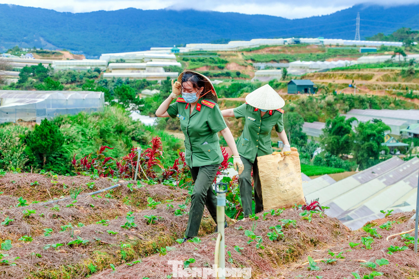 Trong những ngày qua, hình ảnh cán bộ, chiến sĩ nổi bật với màu vàng, xanh cỏ úa... của lực lượng công an làm việc trên những cánh đồng, xa xa mờ bóng núi có mây bao phủ ở thành phố Đà Lạt (Lâm Đồng) được chia sẻ trên nhiều diễn đàn.