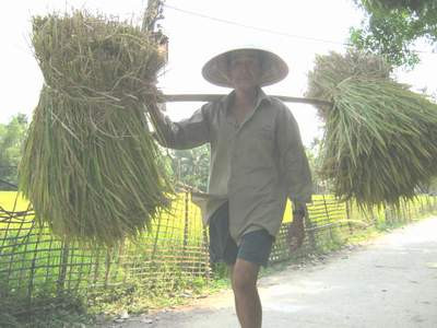 Đàn ông ở xóm độc thân trở lại quê hương sau những ngày bôn ba