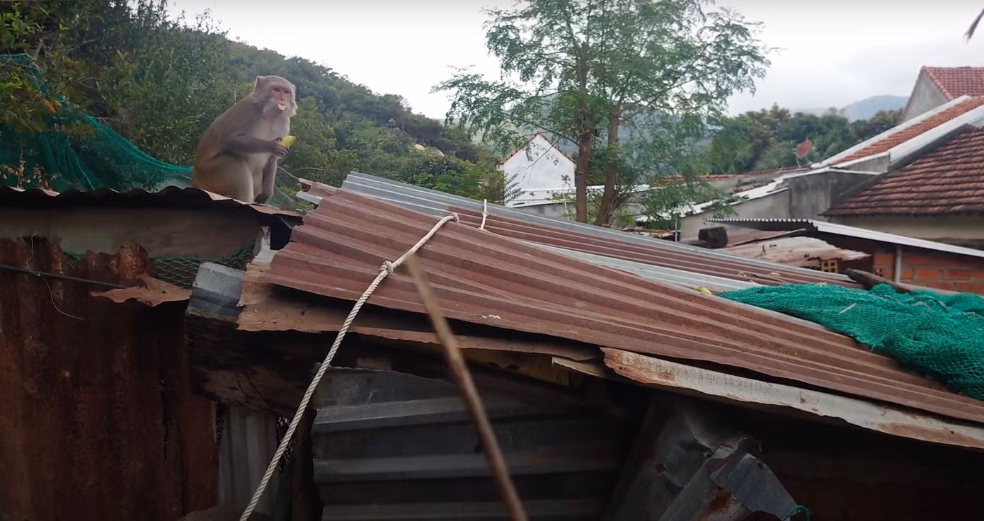 Một con khỉ ở khu vực Núi Bé leo lên mái nhà dân ăn chuối. Ảnh B.T.