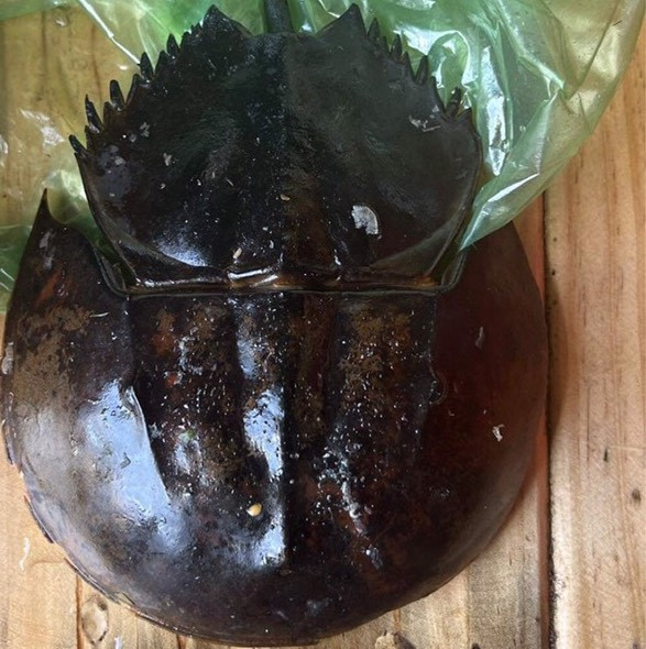 Sam biển có hình dáng giống so biển thực khách ăn tại thị xã Ninh Hoà. Ảnh BVCC. Sam biển có hình dáng giống so biển thực khách ăn tại thị xã Ninh Hoà. Ảnh BVCC.