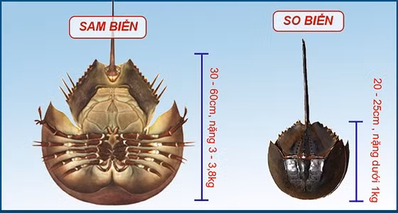 Cách phân biệt sam biển và so biển. Nguồn MXH. Cách phân biệt sam biển và so biển. Nguồn MXH.
