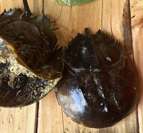 Nhóm thực khách nghi bị ngộ độc do ăn 2 con so biển tại thị xã Ninh Hoà. Ảnh BVCC. Nhóm thực khách nghi bị ngộ độc do ăn 2 con so biển tại thị xã Ninh Hoà. Ảnh BVCC.