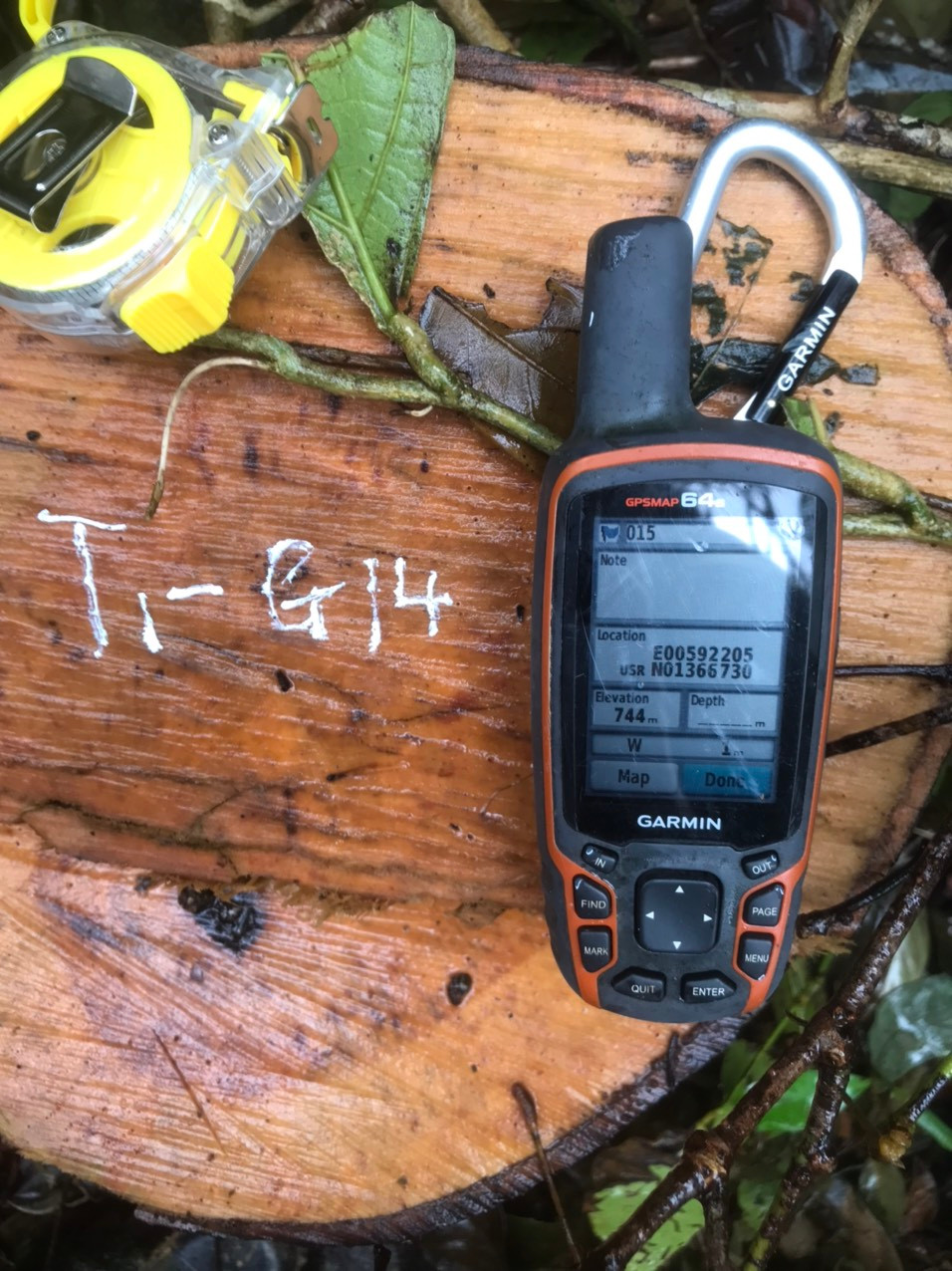 Nhiều cây gỗ lớn bị chặt hạ thuộc lâm phần do UBND xã Ninh Ích quản lý. Ảnh T.N.