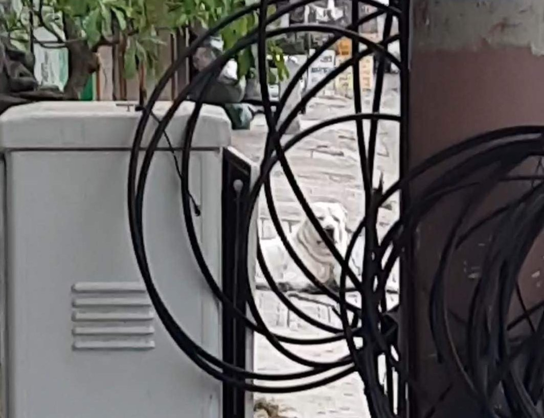 Con chó đã cắn du khách nước ngoài bị thương. Ảnh CTV. Con chó đã cắn du khách nước ngoài bị thương. Ảnh CTV.