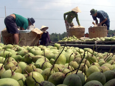 Mùa xoài ở Bảy Núi. . Ảnh: Duy Khương Mùa xoài ở Bảy Núi.