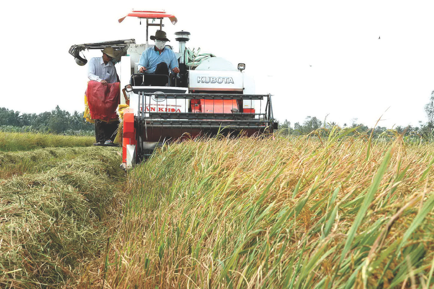Thu hoạch lúa ở Sóc Trăng