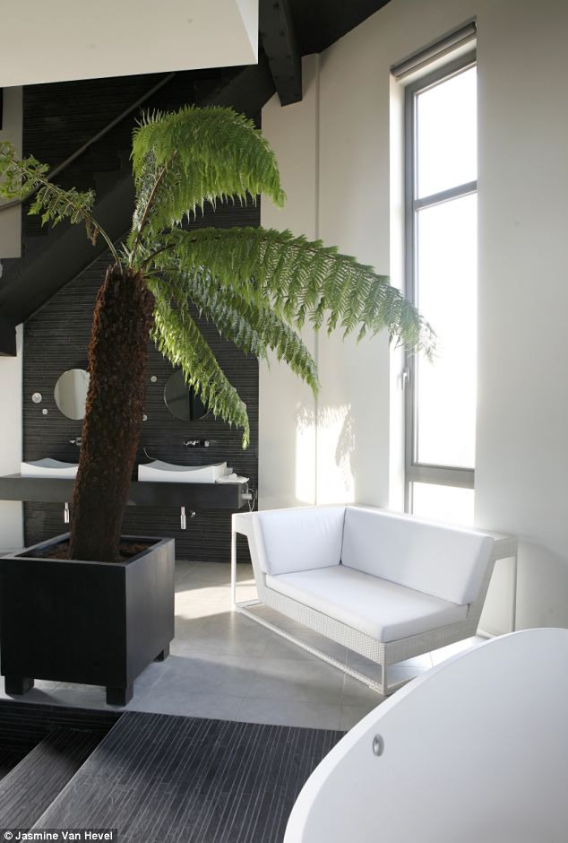 Một cây xanh được trồng giữa căn phòng với không gian màu trắng. Một cây xanh được trồng giữa căn phòng với không gian màu trắng