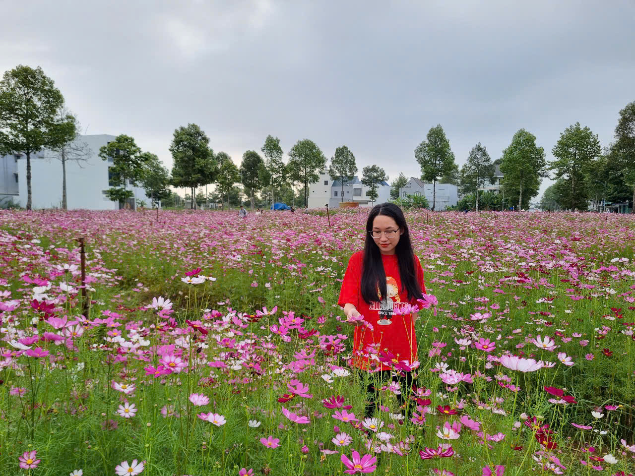 Vẻ đẹp nao lòng của cánh đồng hoa sao nhái tại Khu đô thị sân bay KITA Airport City