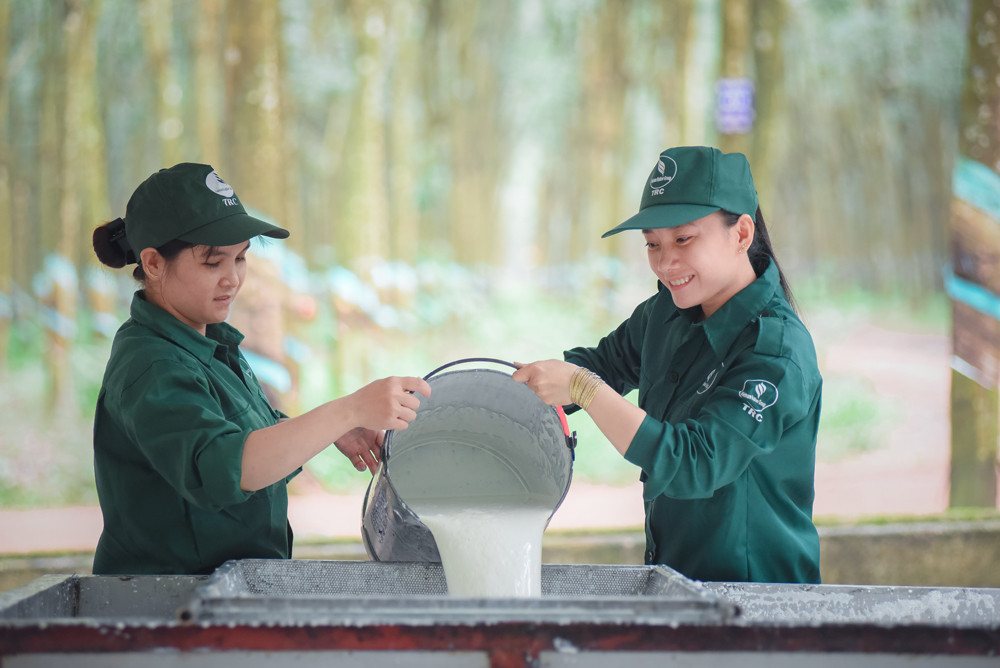 Công nhân tập kết mủ cao su về nhà máy