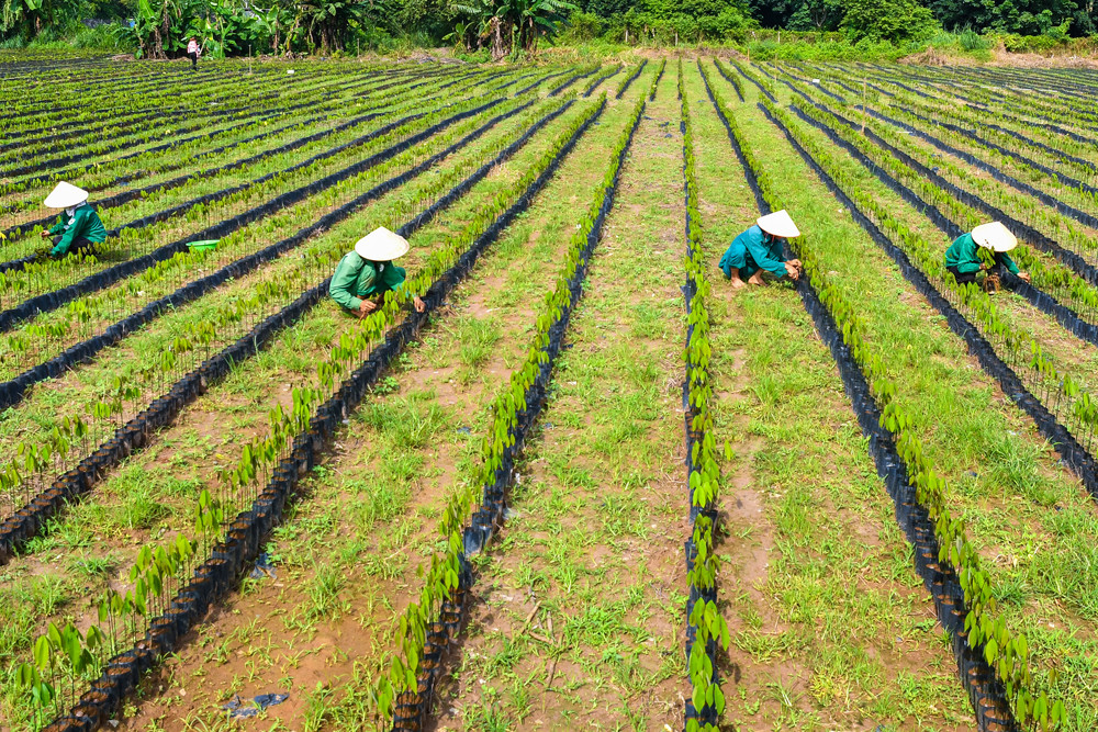 Công nhân chăm sóc cây giống cao su tại vườn ươm