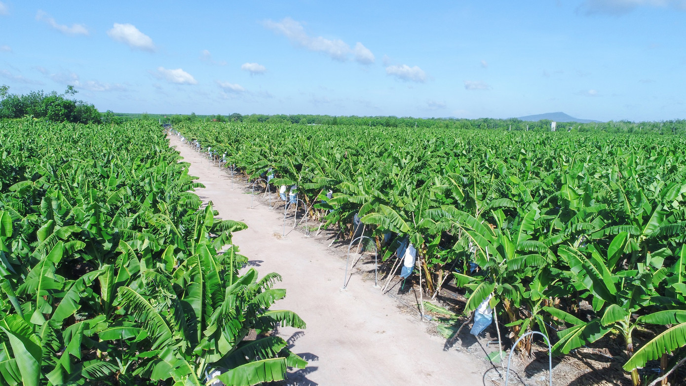 Nông nghiệp ứng dụng công nghệ cao của VRG