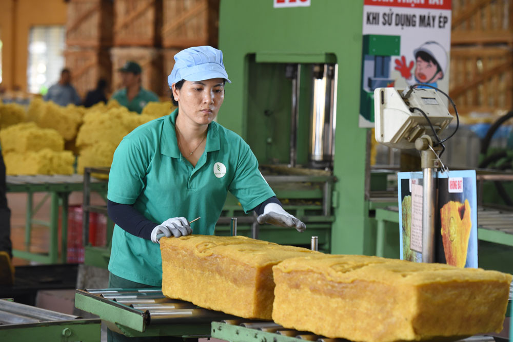 Công nhân chăm sóc vườn cây cao su