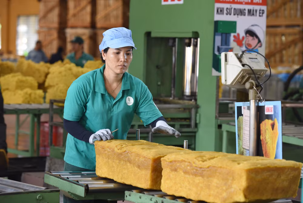 Công nhân chăm sóc vườn cây cao su