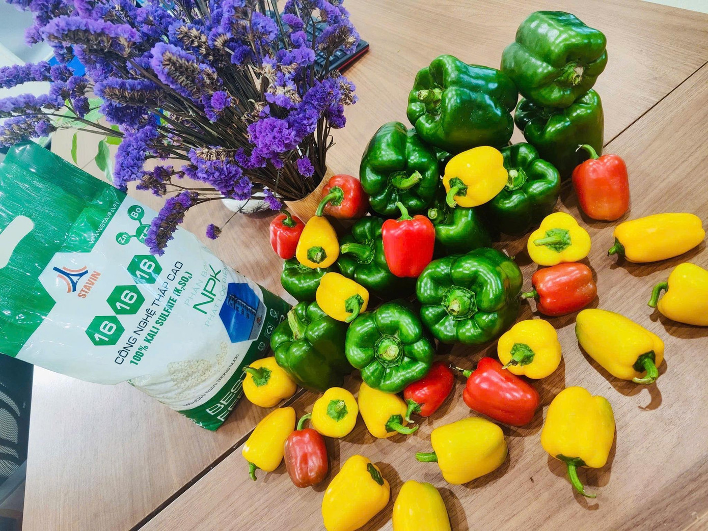 Thành phẩm ớt chuông thu hoạch – canh tác sử dụng phân bón tháp cao NPK 16-16-16 chứa Kali sunfat