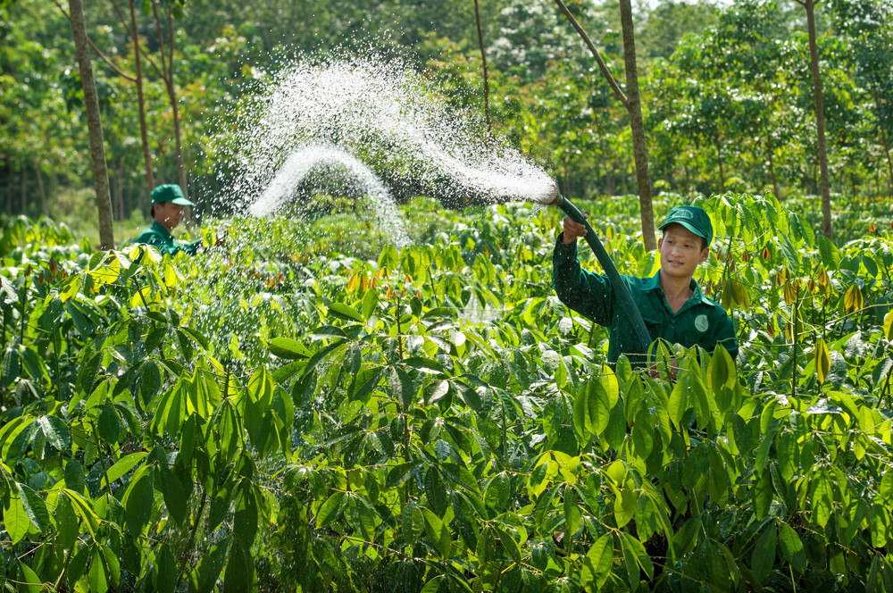 Công nhân chế biến cao su