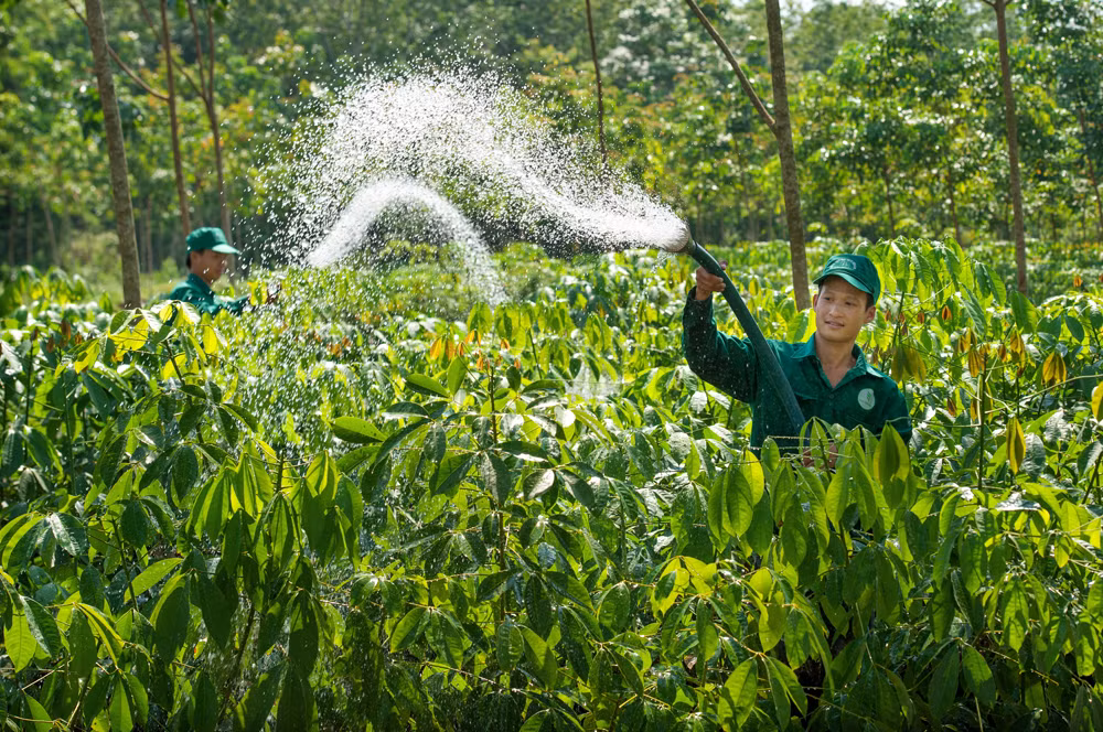 Công nhân chế biến cao su