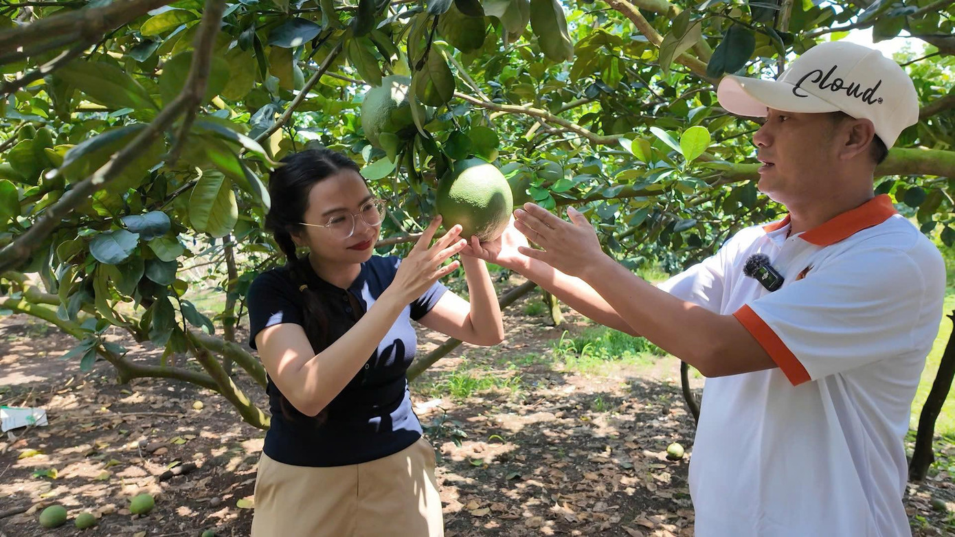 Nhân viên Anh Kiệt hỗ trợ kỹ thuật canh tác bưởi chuyền tại Xuân Lộc, Đồng Nai