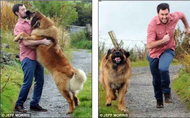 Nó là một chú chó khổng lồ nhưng dịu dàng