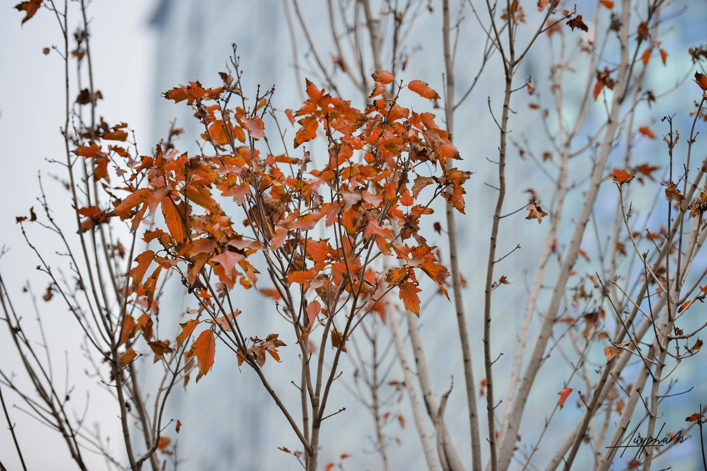 Hàng cây phong lá đỏ từng được kỳ vọng biến đường Nguyễn Chí Thanh và Trần Duy Hưng thành tuyến đường đẹp, lãng mạn nhất thủ đô. (Ảnh: Khánh Huy)